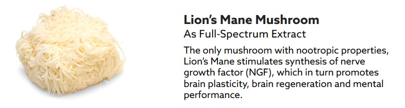 Lion’s Mane Mushroom